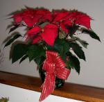 Holiday Poinsettia